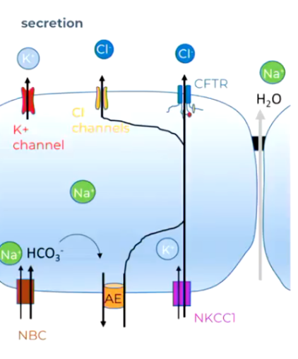 <p>Secretion of Fluid Across Respiratory Epithelia</p>