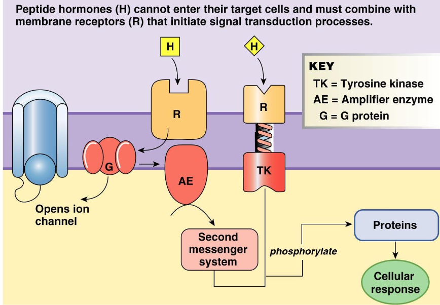 <ul><li><p><strong><mark data-color="purple" style="background-color: purple; color: inherit;">Peptides &amp; amino acids</mark></strong></p></li><li><p><strong><mark data-color="purple" style="background-color: purple; color: inherit;">G-protein-coupled receptors</mark></strong></p></li></ul><ul><li><p class="p1"><strong><mark data-color="purple" style="background-color: purple; color: inherit;">Receptors with enzymatic activity (Tyrosine kinase)</mark></strong></p></li><li><p class="p1"><strong><mark data-color="purple" style="background-color: purple; color: inherit;">Receptors are always on the surface of the plasma membrane</mark></strong></p></li></ul><p></p>