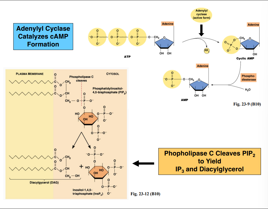 <p><span style="background-color: transparent;"><strong>How Secondary Messengers Are Produced</strong></span></p>