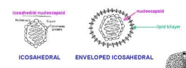 <p><span style="background-color: transparent;"><strong><u>The criteria for arranging subunits on the surface of a quasispherical solid are more complex than those for a helix:</u></strong></span></p><p><br></p><ul><li><p><span style="background-color: transparent;"><strong>Tetrahedron (four triangular faces)</strong></span></p></li><li><p><span style="background-color: transparent;"><strong>Cube (six square faces)</strong></span></p></li><li><p><span style="background-color: transparent;"><strong>Octahedron (eight triangular faces)</strong></span></p></li><li><p><span style="background-color: transparent;"><strong>Dodecahedron (12 pentagonal faces)</strong></span></p></li><li><p><span style="background-color: transparent;"><strong>Icosahedron - a solid shape consisting of 20 triangular faces arranged around the surface of a sphere.</strong></span></p></li></ul><p></p>