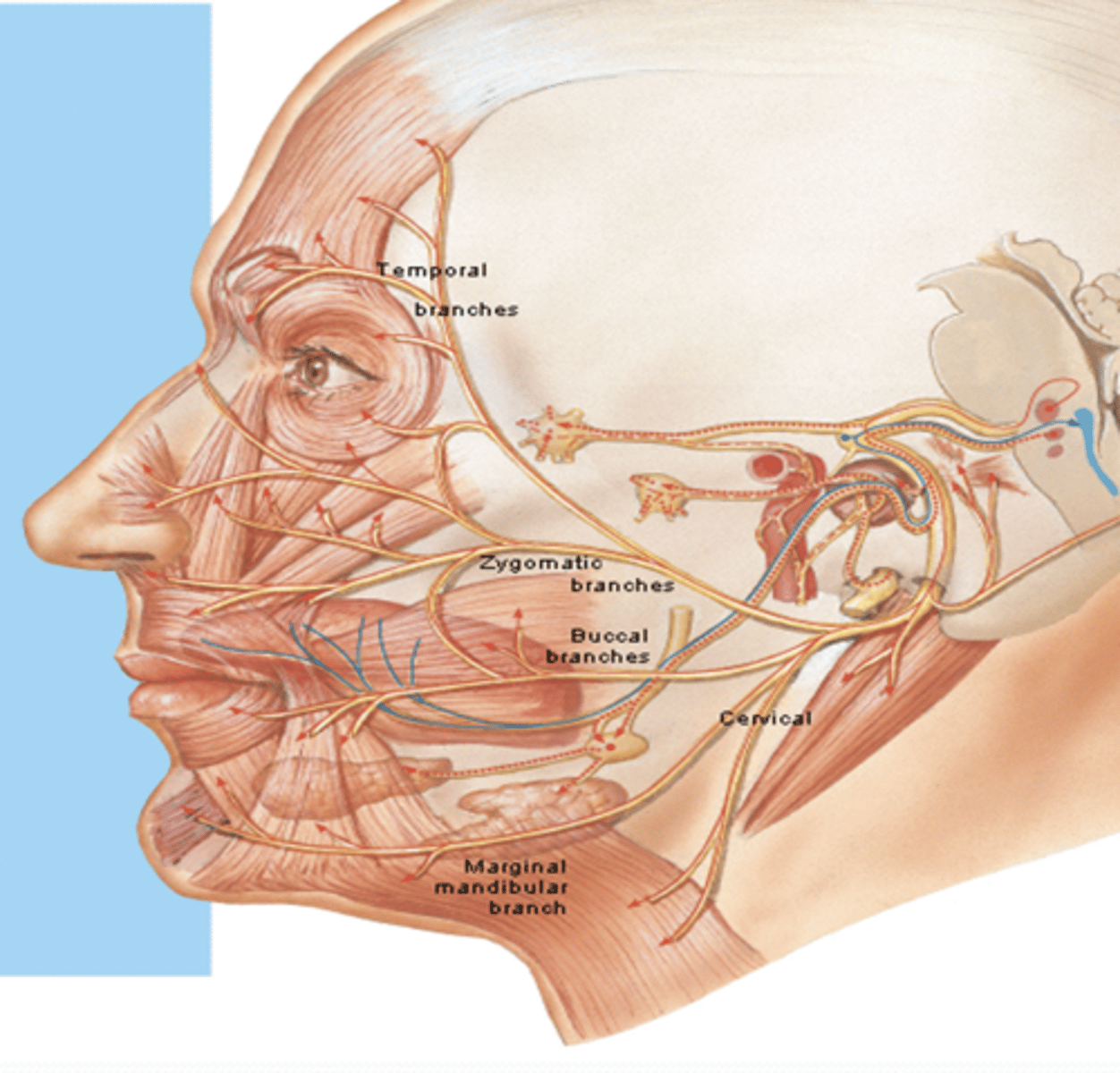 <p>What is the course and innervation of the buccal branch of CN VII?</p>