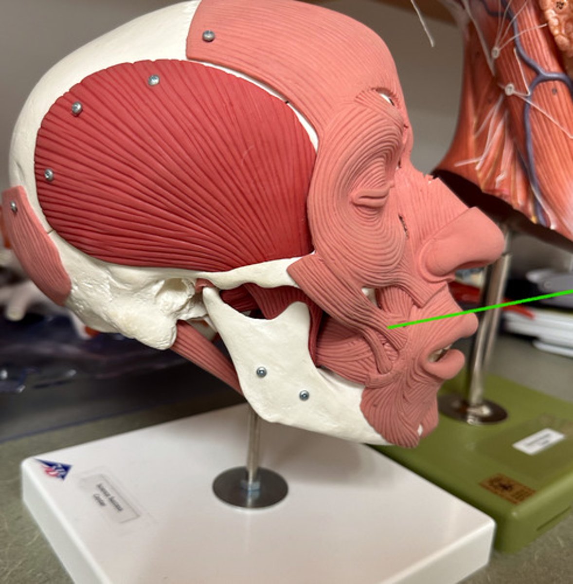 <p>Location: Above the zygomaticus major</p><p>Action: Retracts &amp; elevates corners of mouth</p>