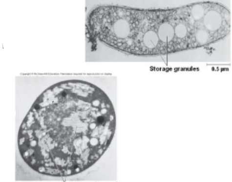 <p>SG: store excess nutrient (carbon, energy sources)</p><ul><li><p>ex. glycogen granules (glucose), poly-B-hydroxybutyrate </p></li></ul><p>GV: small protein compartments containing gas, provides buoyancy to cell </p>