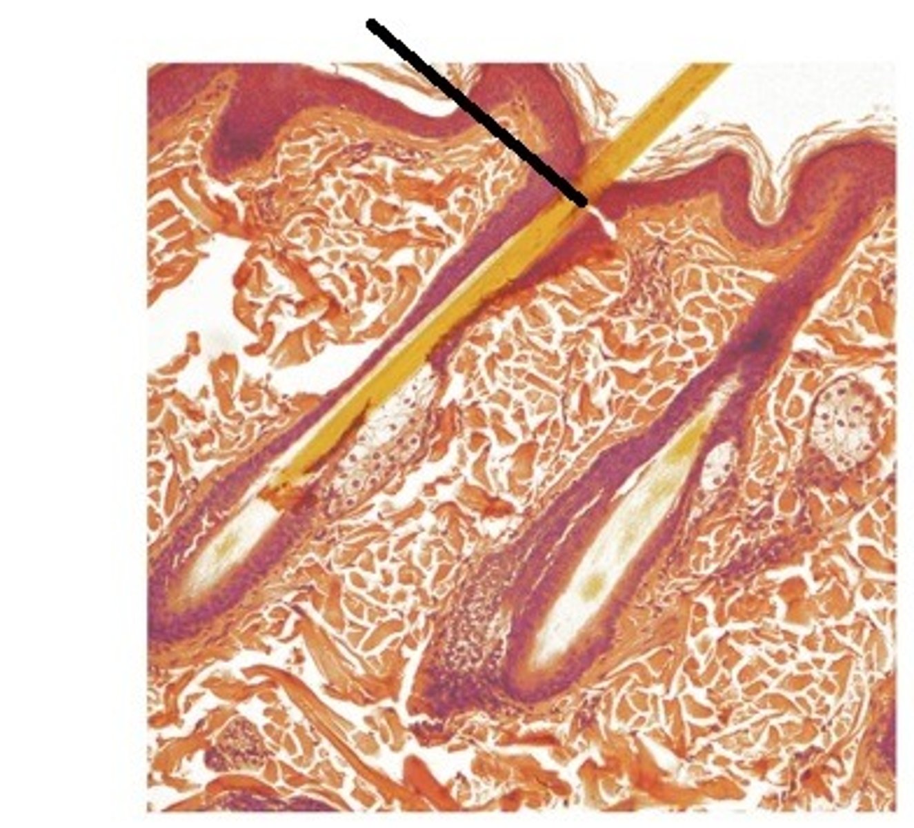 <p>structure found in tissue?</p>