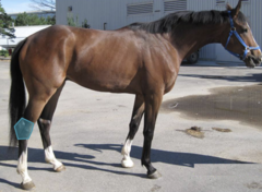 <p>What are gait characteristics for hock lameness?</p>