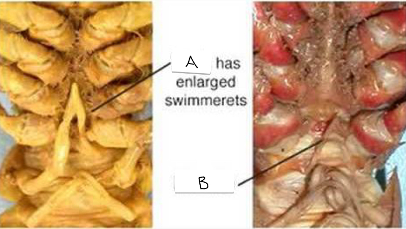<p>A</p>