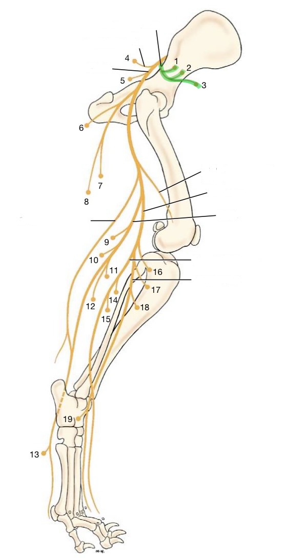 <p>originates from L6-7 &amp; S1</p><p>innervates:</p><ul><li><p>middle gluteal</p></li><li><p>deep gluteal</p></li><li><p>tensor fascia latae</p></li></ul><p></p>