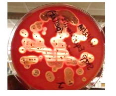 <p>What is this </p>