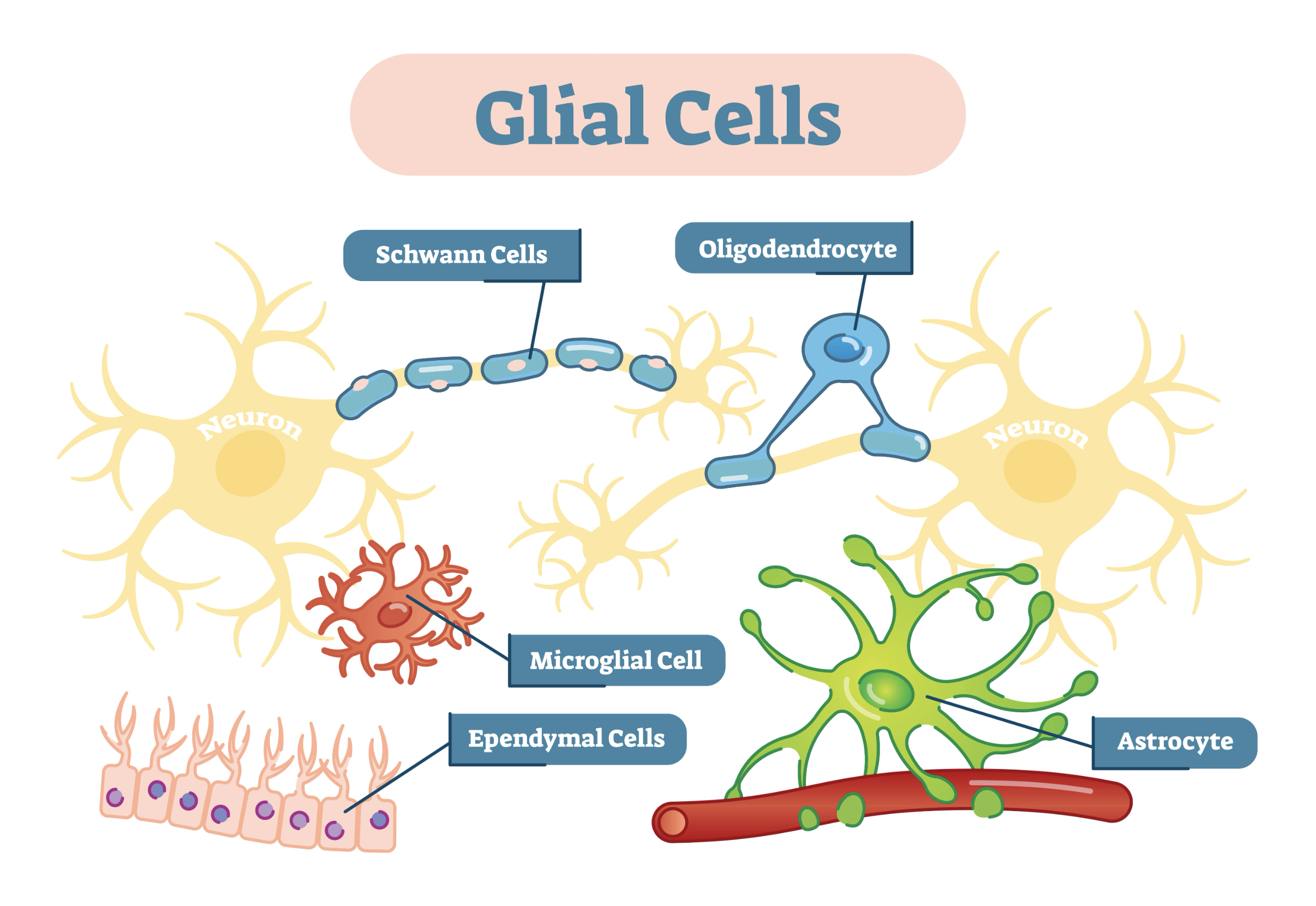 <p>Glia cells</p>