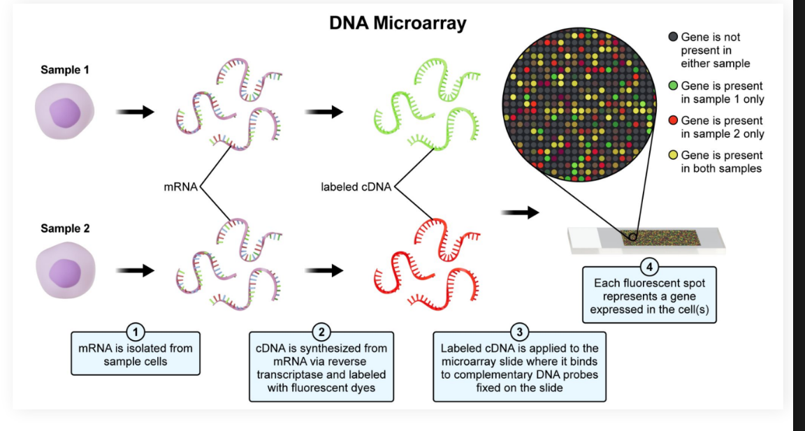 <ul><li><p>Contain thousands of DNA probes</p></li><li><p>Bind to complementary DNA fragments, allowing researchers to see which genes are expressed</p></li></ul><p></p><p><strong><em>Protocol</em></strong>:</p><ul><li><p>Isolate a cell and remove the mRNA before exposing it to reverse transcriptase in order to produce cDNA</p></li><li><p>Hybridize the cDNA with DNA probes and examine the microarrays for fluorescence. The microarray can now be compared with the sequenced genome</p></li></ul><p></p>