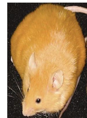 <p>yellowy and big</p>