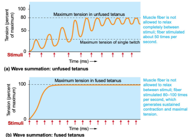 <p>Wave summation: the amount of tension produced depends on the frequency of stimulation</p><p>for an unfused tetanus we would expect more frequent stimuli for a fused tetanus we would expect less frequent stimuli</p><p>muscle fatigue is associated with a fused tetanus</p>