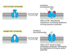 <p>The following are associated with [excitatory/inhibitory] postsynaptic potentials:</p><p>-Pre-synaptic neuron depolarizes post-synaptic neuron, brings neuron's membrane potential to threshold, opens Na and K channels</p><p>-Ach, NE, Epi, dopamine, glutamate, serotonin are excitatory neurotransmitters</p>