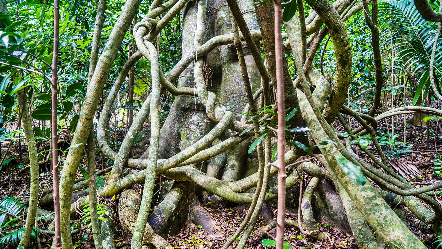 <p>Typically in rainforests; woody, creeping vines that spread through the canopy of rainforests spreading their leaves to the sun.</p><ul><li><p>steal light</p></li></ul><p></p>
