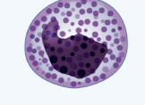 <p>Basophils</p>