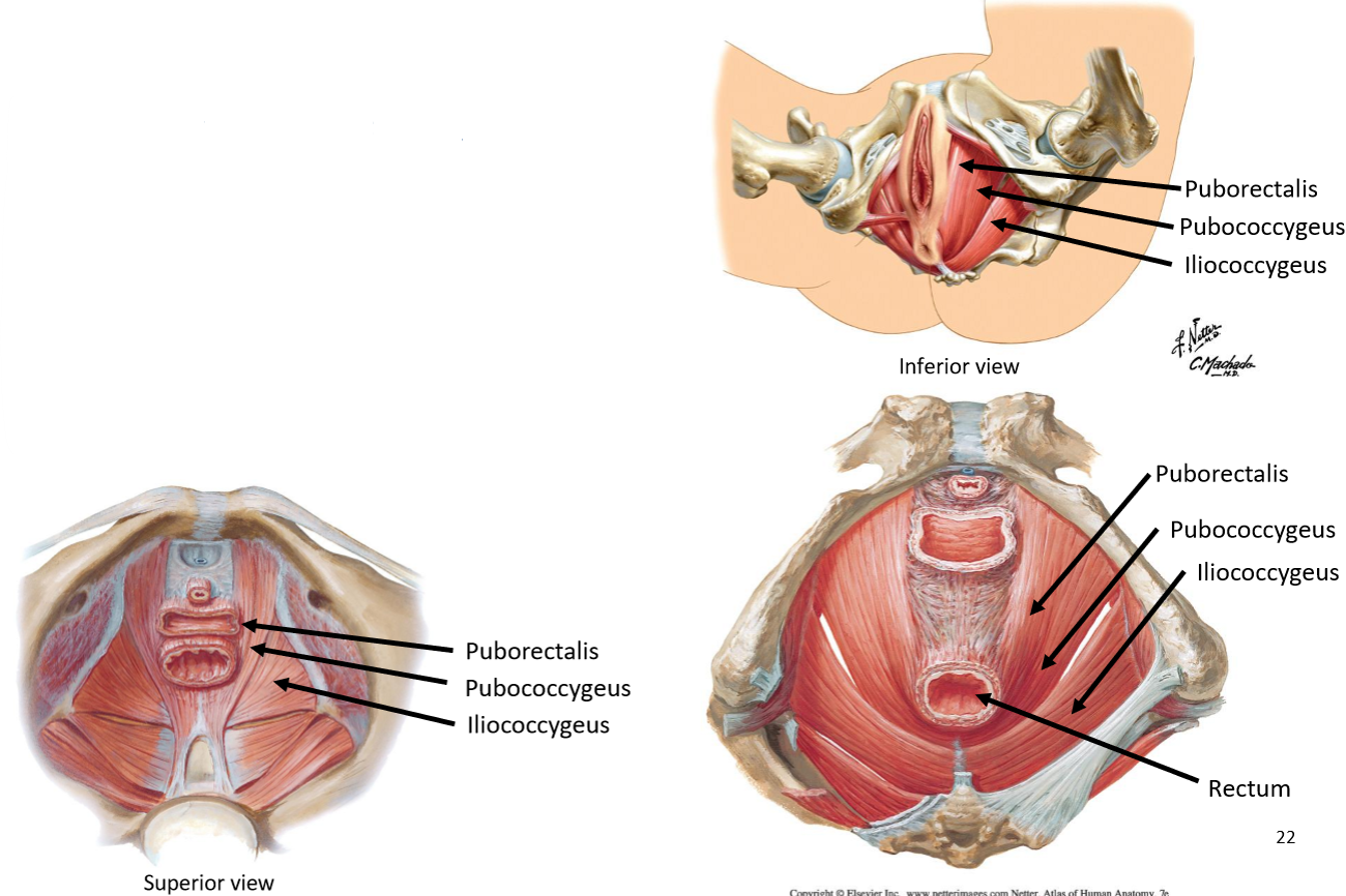 <ul><li><p><strong>Puborectalis</strong>: pubic bone</p><ul><li><p>Concentric contraction → functional sphincter → close rectum</p></li></ul></li><li><p><strong>Pubococcygeus</strong>: moves towards bone @ back (doesn’t form a sling)</p></li><li><p><strong>Iliococcygeus</strong>: raphe of iliac area → coccyx bone</p></li></ul><p><em>*All attach to pubic bone</em></p><p></p>