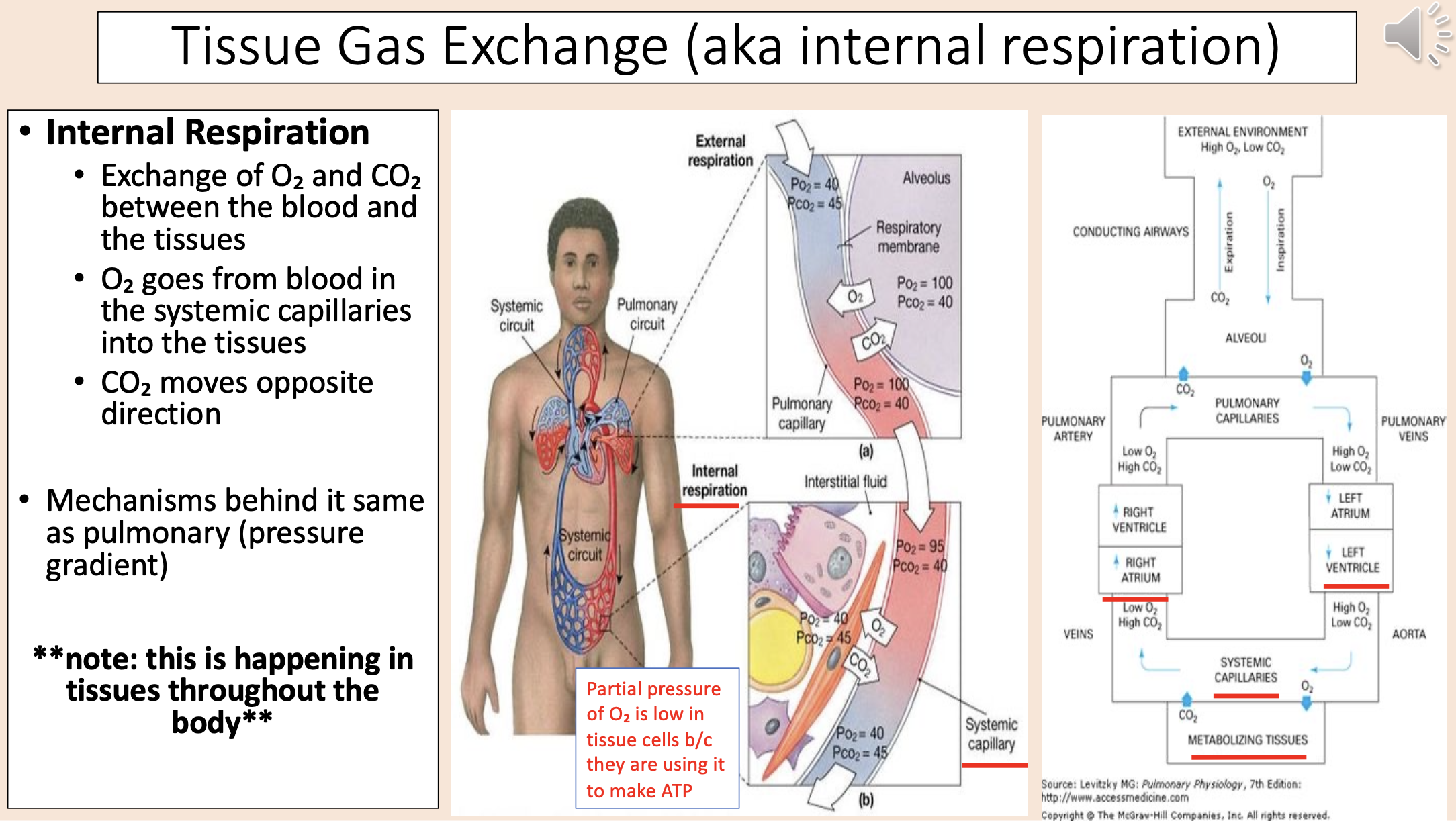 <p>Tissue Gas Exchange (aka internal respiration).</p><p>• <strong>Internal Respiration.</strong></p><p>• Exchange of O<sub>2 </sub>and CO<sub>2</sub> between the blood and the tissues.</p><p>• O<sub>2</sub> goes from blood in the systemic capillaries into the tissues.</p><p>• CO<sub>2</sub> moves opposite direction.</p><p>• Mechanisms behind it same as pulmonary (pressure gradient).</p><p><strong>**note: this is happening in tissues throughout the body**.</strong></p><p><span style="color: rgb(255, 0, 0);">Partial pressure of O<sub>2</sub> is low in tissue cells because they are using it to make ATP.</span></p>