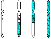 <p>Formation of new allele combinations.</p>