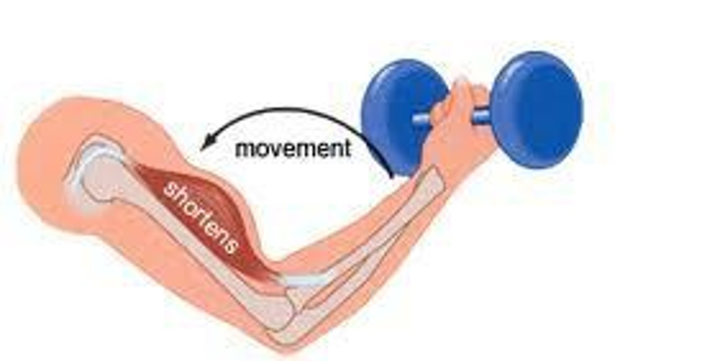 <p>Concentric contraction is the more familiar type, in which the muscle shortens and does work—picking up a book or kicking a ball. When contracting concentrically, a muscle generates force while shortening.</p>