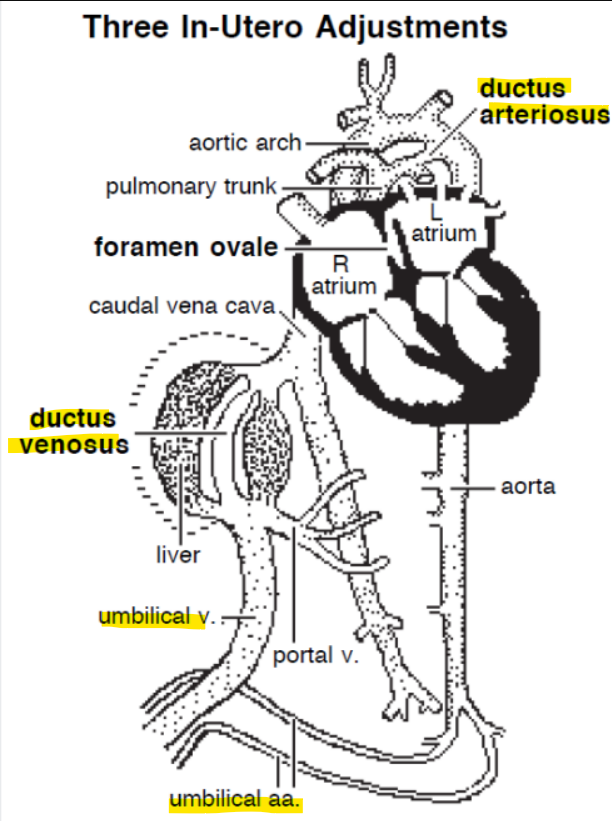 <p><strong>Contraction of u</strong><span style="color: purple;"><strong>mbilical arteries and veins</strong></span></p><p>Prevent bleeding</p><p><span style="color: purple;">Force placental blood into foetal circulation</span></p><p></p><p><strong>Contraction of m</strong><span style="color: purple;"><strong>usculature in ductus arteriosus</strong></span></p><p>Physiological shunt closure s<span style="color: purple;">ends blood to lungs</span></p><p>Anatomical closure can take 2 months</p><p>May hear transient cardiac murmur in foals, calves, pigs</p><p></p><p>Reduced venous return through the umbilical vein and <strong>ductus venosus</strong> allows the latter to g<span style="color: purple;">radually close</span></p>