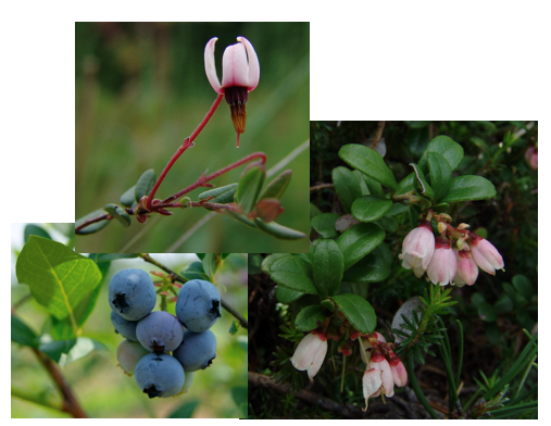 <p><span>Ericaceae</span></p>