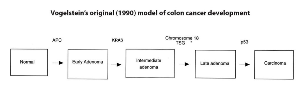 <p>1. Mutations in the APC gene were almost equally frequent in all adenomas and adenocarcinomas; </p><p>2. The frequency of KRAS mutations was low in early adenomas, but high in later adenomas and adenocarcinomas </p><p>3. Mutations in p53 and deletions of chromosome 18 were uncommon except in late adenomas and adenocarcinomas. </p>