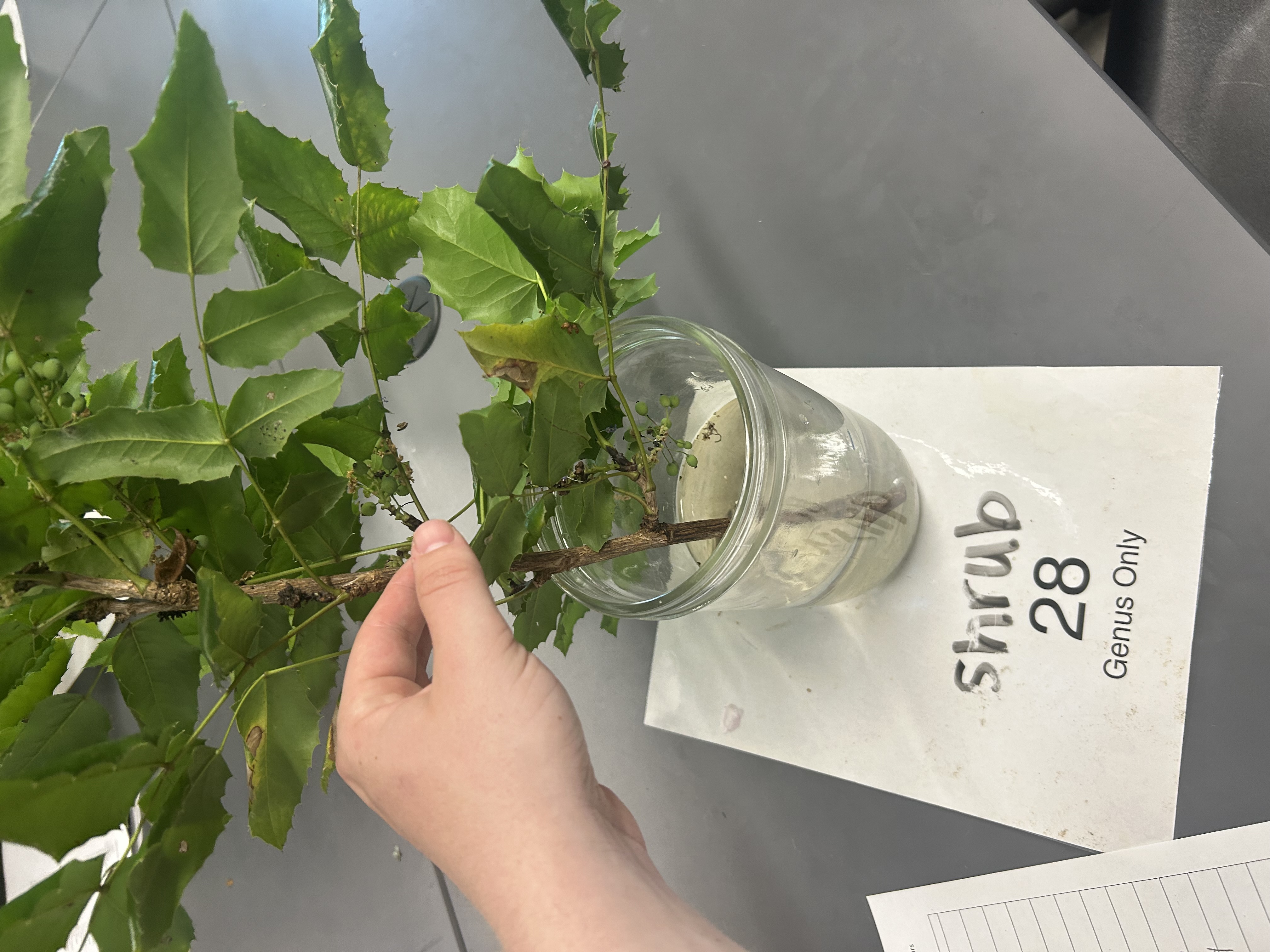 <p>Holly-like leaves</p>
