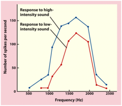 <p>Hair cells are tuned to different ranges of frequency according to the location along the basilar membrane</p>