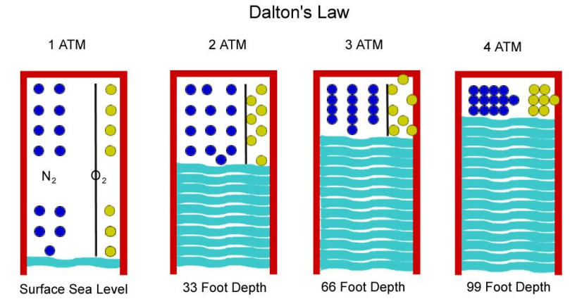 <ul><li><p>Total pressure exerted is equal to the sum of the partial pressures of the individual gases </p></li><li><p>Going down the water column, as the water pressure increases, so does the pressure of the gases in the lungs</p></li></ul><p></p>