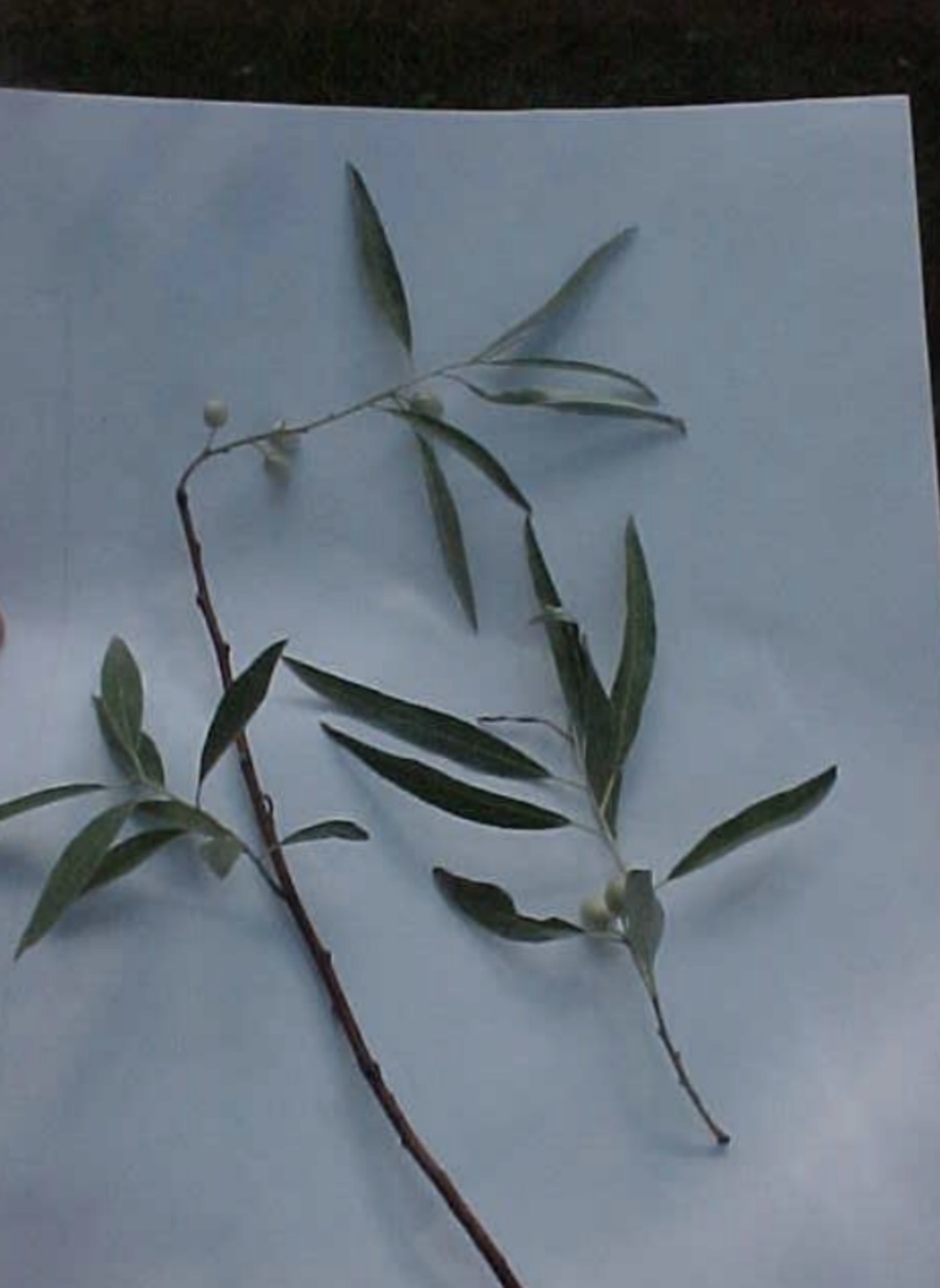 <p>What is this branch?</p>