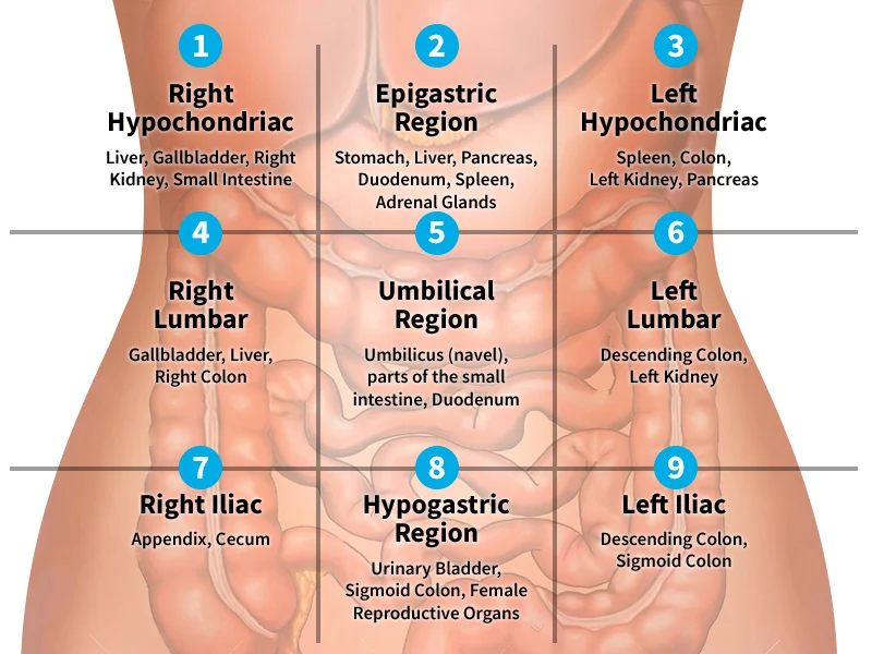 <ul><li><p>Bowel Sounds - Listening to each region/quadrant for any abnormal bowel sounds (high pitched sounds)</p></li><li><p>Bruits - Listen for bruits over each of the following:</p></li></ul><p>- Abdominal Aorta</p><p>- Renal (L&amp;R)</p><p>- Common Iliac (L&amp;R)</p><p></p>