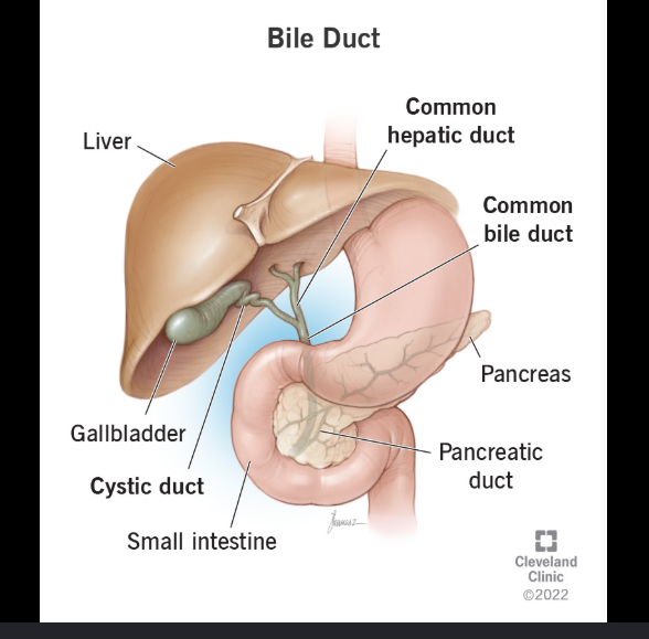 <ul><li><p>They are within the liver parenchyma.</p></li><li><p>They include right and left ducts.</p></li><li><p>Joins with cystic duct to form common bile duct</p></li></ul><ul><li><p>Intrahepatic ducts merge into the right and left hepatic ducts, which join outside the liver to form the common hepatic duct. <mark>The cystic duct (from the gallbladder) then merges with this common hepatic duct to form the common bile duct, which delivers bile into the small intestine</mark></p></li><li><p><span><strong>Intrahepatic Ducts:</strong> A network of tiny tubes inside the liver that collect bile.</span></p></li><li><p><span><strong>Right & Left Hepatic Ducts:</strong> The two main branches exiting the liver.</span></p></li><li><p><span><strong>Common Hepatic Duct:</strong> Formed by the union of the right and left hepatic ducts.</span></p></li><li><p><span><strong>Cystic Duct:</strong> The tube connecting the gallbladder to the common hepatic duct. Bile flows back and forth here for storage.</span></p></li><li><p><span><strong>Common Bile Duct:</strong> Formed where the common hepatic duct and cystic duct meet. It transports bile through the pancreas to the duodenum (the first part of the small intestine) to aid in digestion</span></p></li></ul><p></p>