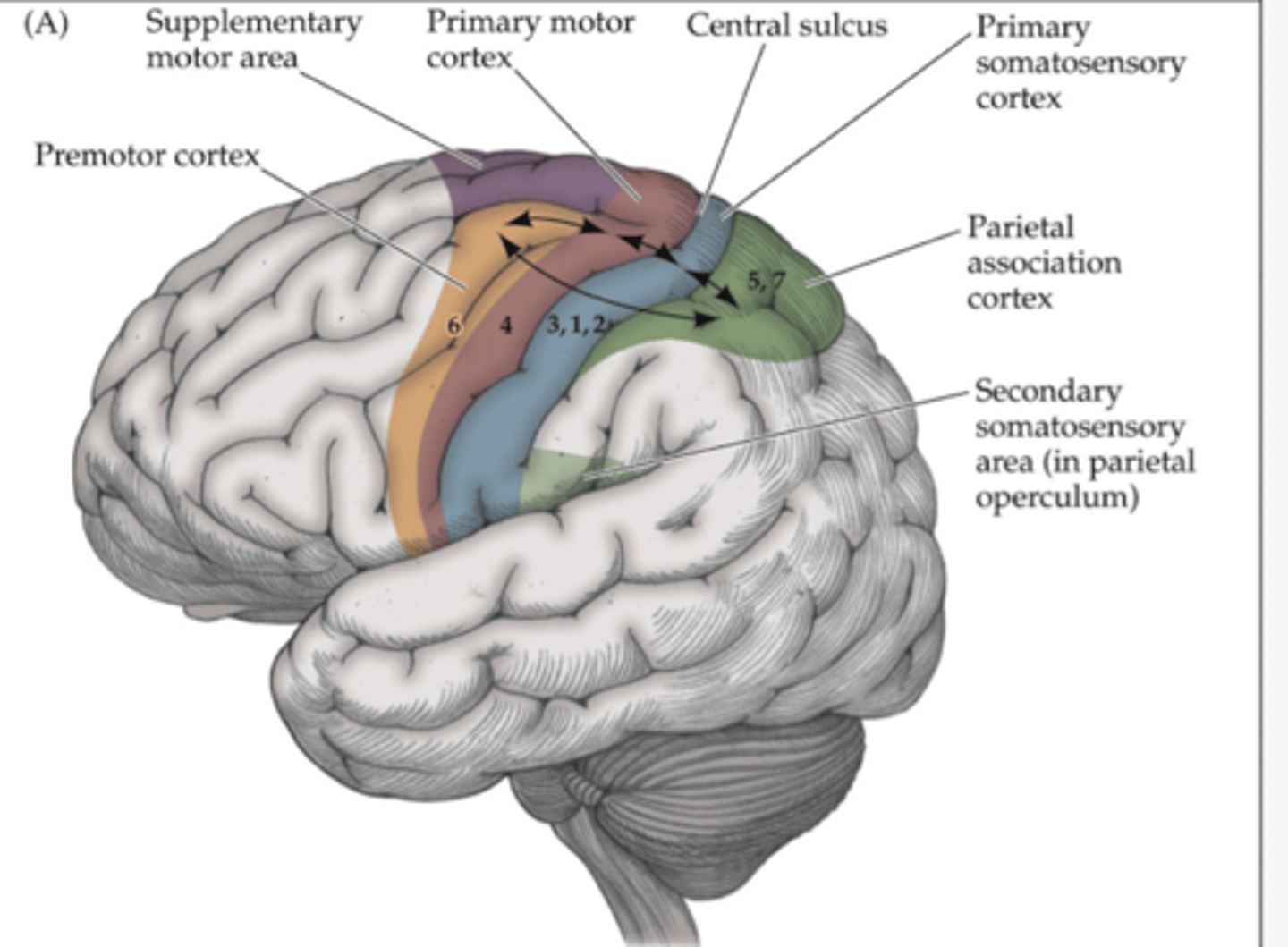<p>In the frontal lobe, anterior to M1.</p>