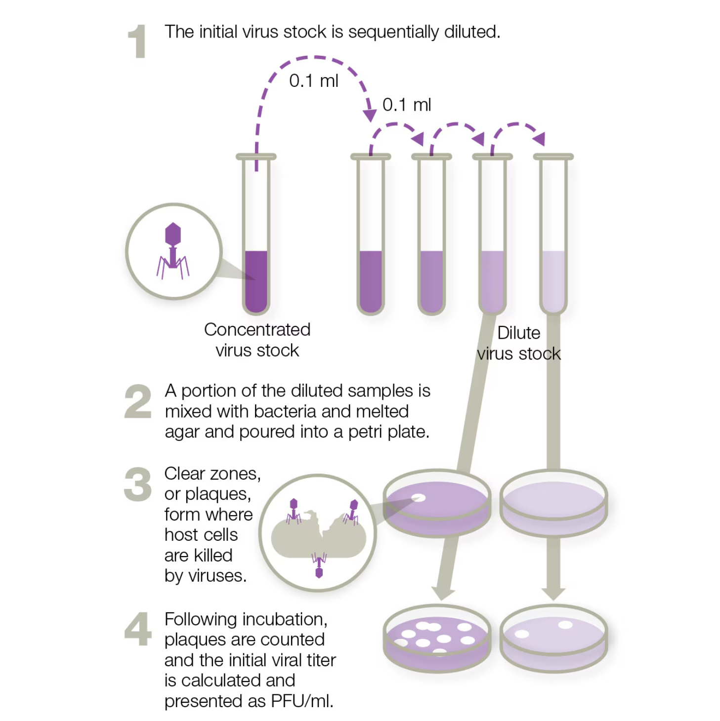<ol><li><p>initial virus stock is diluted sequentially</p></li><li><p>A portion of the diluted samples is mixed w/bacteria and melted agar and poured into a Petri dish</p></li><li><p>Clear zones or plaques form where viruses kill host cells</p></li><li><p>After incubation, plaques are counted, and the initial viral titer is calculated and presented as PFU/ml</p><ol><li><p>Viral titer→ Quantity of virus present in a given volume sample. Determines how much of a given virus is present</p></li><li><p>PFU →Quantity of bacteriophages in an <strong>initial volume</strong> of sample that will form a plaque</p></li></ol></li></ol><p></p>