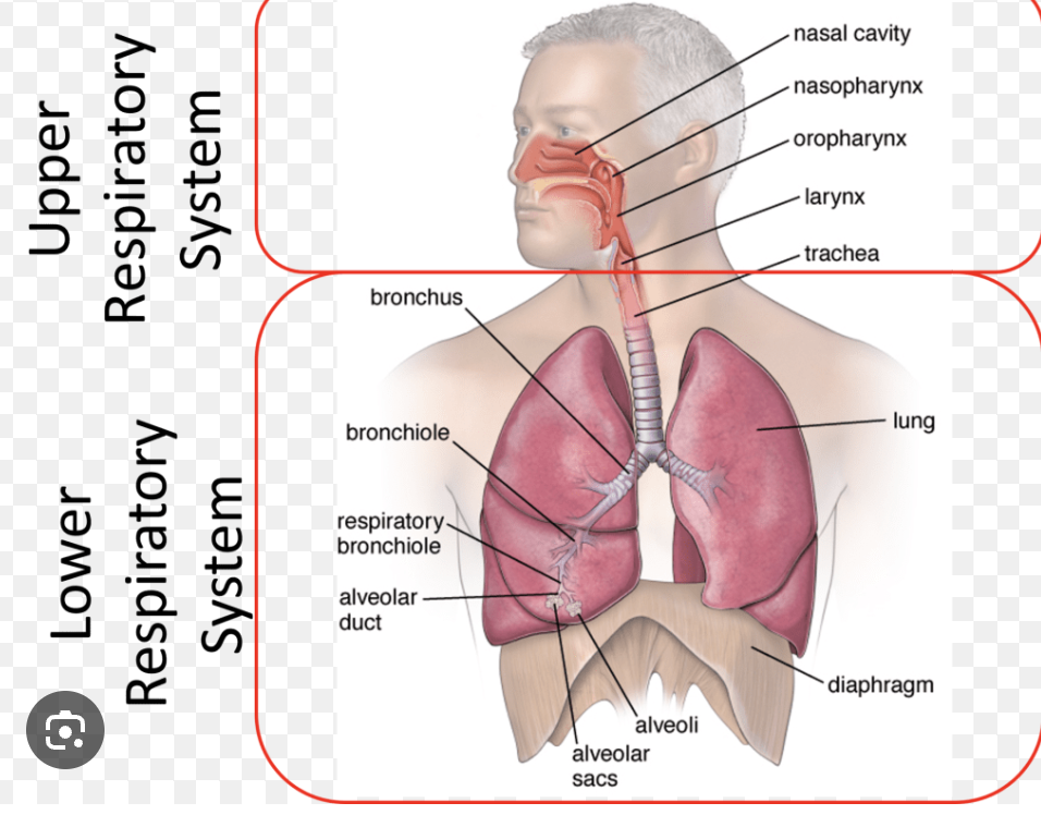 <p>Larynx</p>
