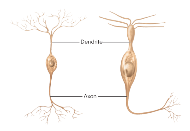<p>one axon, one dendrite; olfactory nose, certain retina, ear sensory</p>