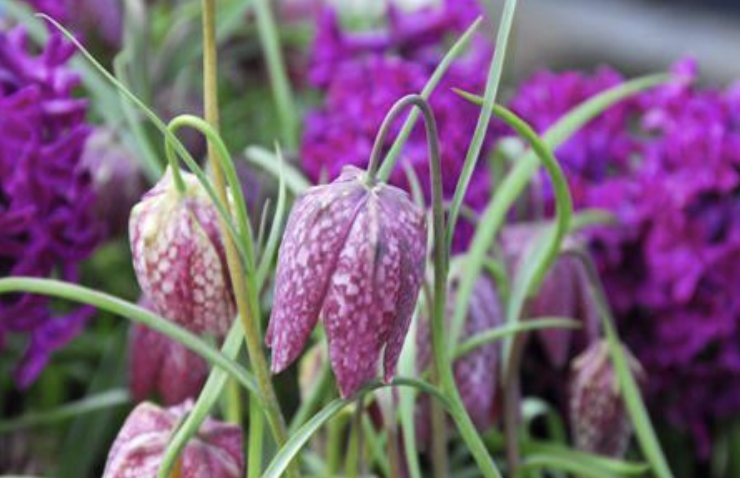 <p>often checkered tepals<br>1-2 campanulate flowers<br>4-6 linear leaves</p>