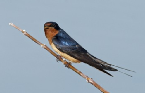 <p>Order: Passeriformes<br>Family: Hirundinidae</p>