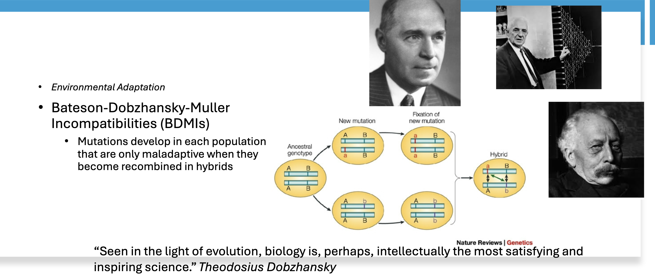 <p>True or false: BDMIs (Bateson-Dobzhansky-Muller Incompatibilities) usually occur in hybrids rather than in parental lineages.</p>