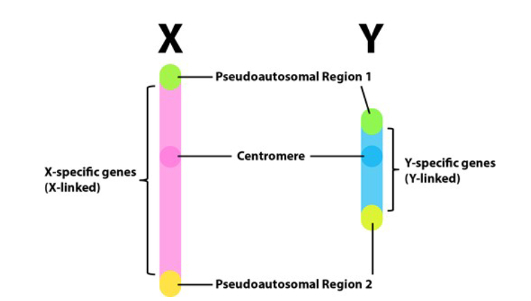 <p>At the telomeres, the ends of the chromosome</p>
