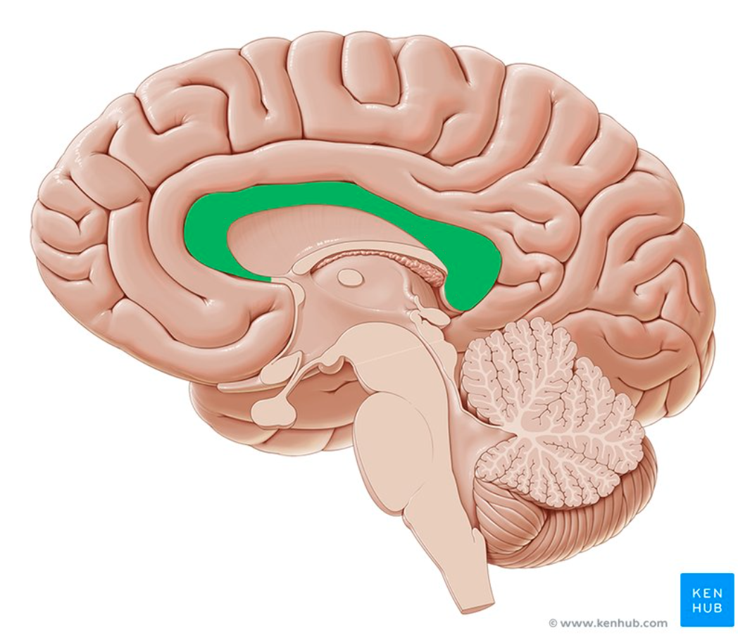 <p>Process by which the left and right hemispheres of the brain exchange sensory, motor, and cognitive data.</p>