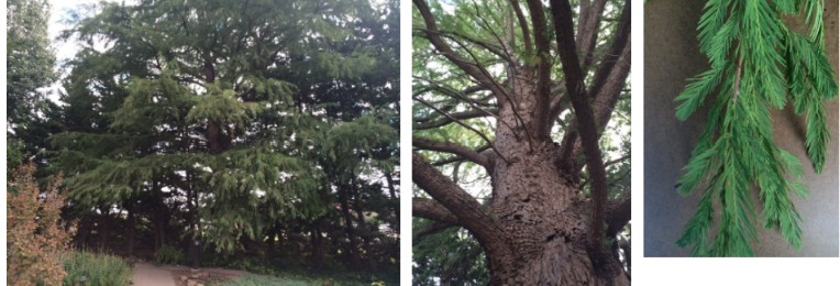 <p>Bald Cypress (T. d)</p>