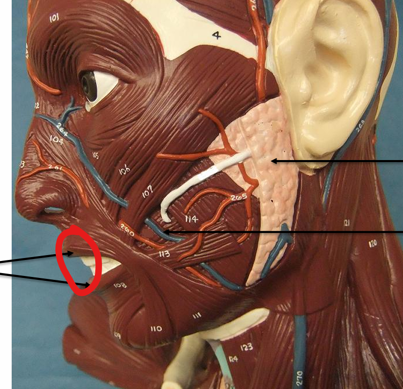 <p>what is the structure </p>