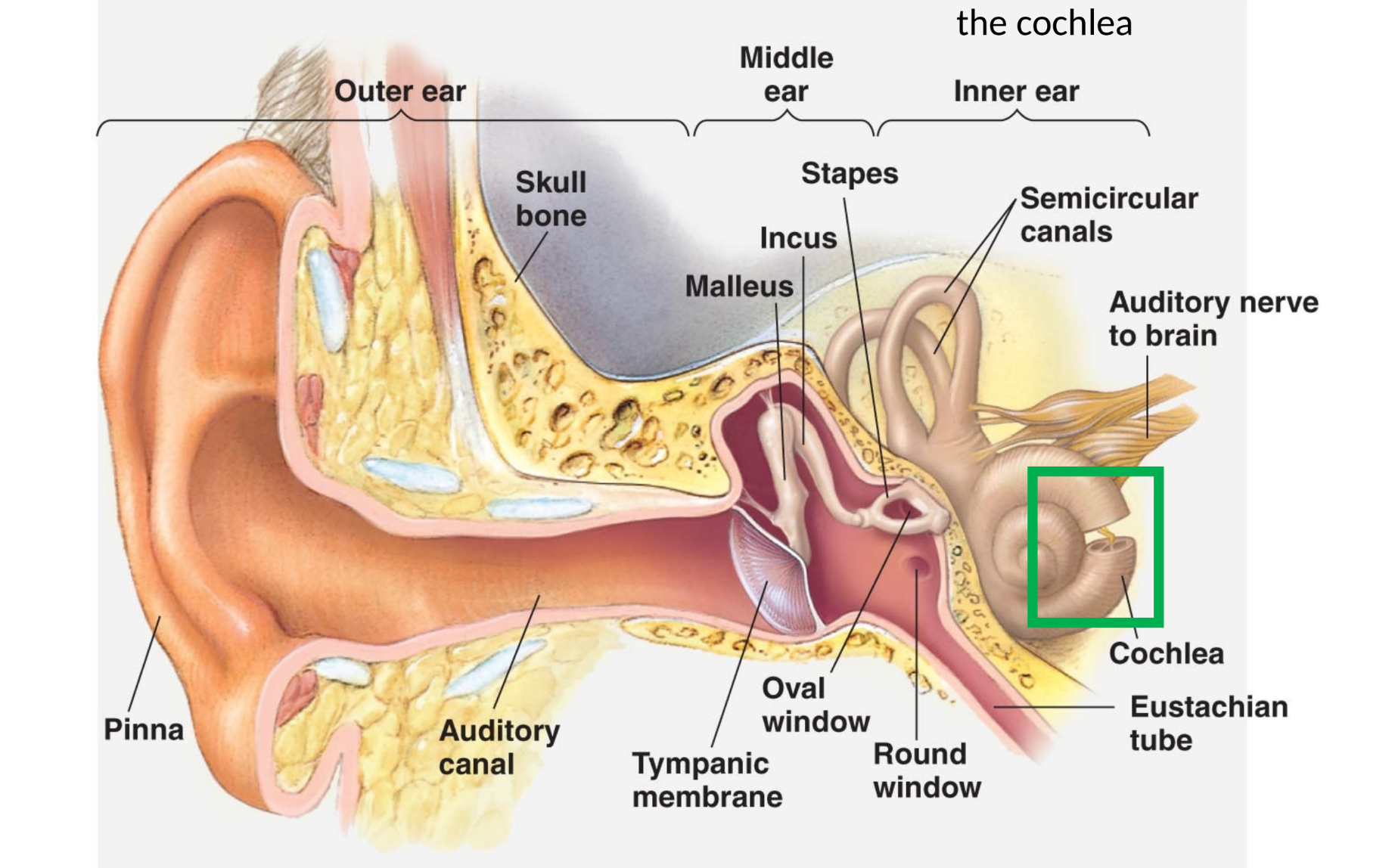 <p>outer ear collects and amplifies signal which hits the tympanic membrane → ossicles vibrate to transmit signal to fluid-filled cochlea → soundwaves transduced into action potentials by hair cells between basilar and tectorial membranes within the cochlea</p>