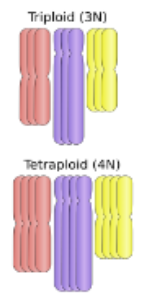 <p>organisms with triploid (3n), tetraploid (4n), and even higher numbers </p>