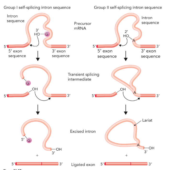 <p>group 1 introns:</p><ul><li><p>uses an exogenous guanosine cofactor </p></li><li><p>excised intron is linear</p></li></ul><p>group 2 introns: </p><ul><li><p>uses an internal adenine nucleotide </p></li><li><p>forms a lariat shape </p></li></ul><p></p>