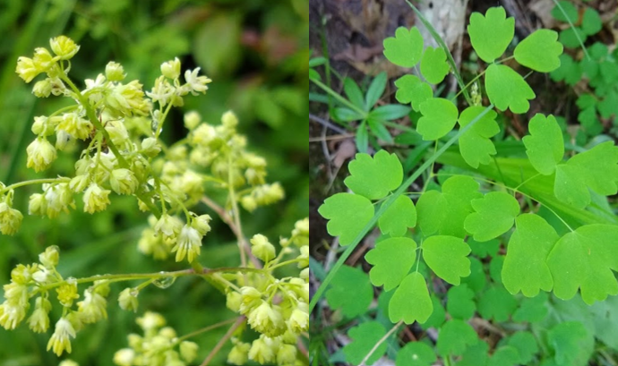<p><em>Thalictrum spp.</em></p>