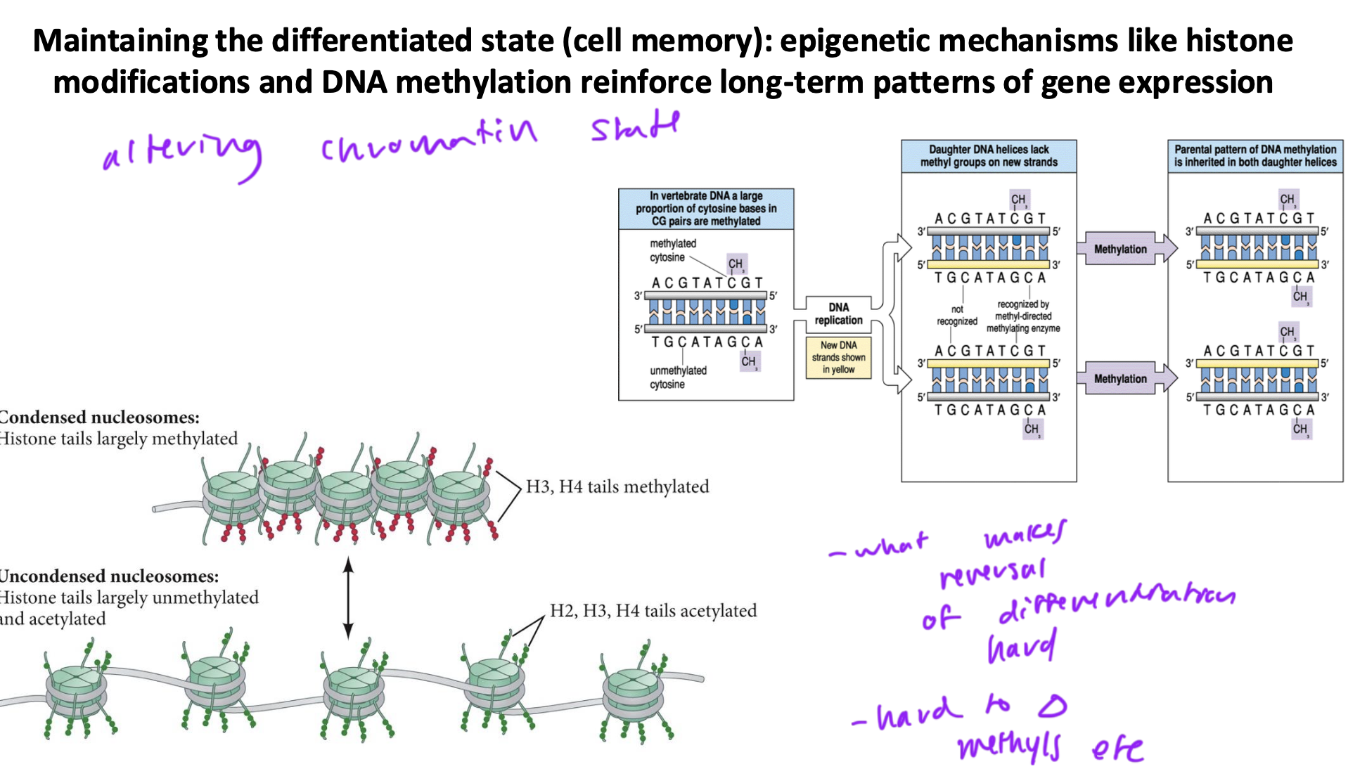 <ul><li><p>altering chromatin state to lock in cell differentiation by methylated regions of DNA you don’t want to use and acetylate regions you do want to use</p></li><li><p>this is why reversing cell differentiation is so hard, bc its hard to get rid of methylation and acetylation patterns</p></li></ul><p></p>