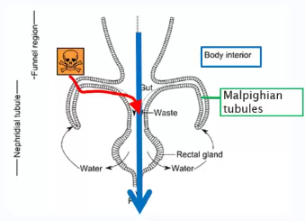 <p>They are part of the nephridia and are used for the reabsorption of water in their bodies.</p>