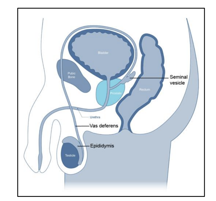 <p>another name for the mesonephric duct</p><ul><li><p>in males, this duct forms an epididymis, vas deferenes, and seminal vesicles</p></li><li><p>In females, this duct degenerates</p></li></ul><p></p>